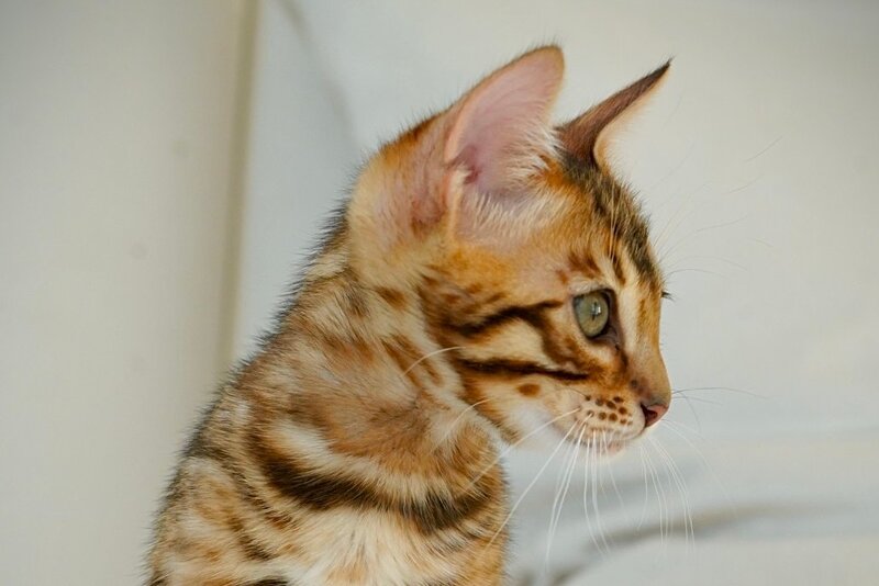 Justin Bengal male, black spotted tabby