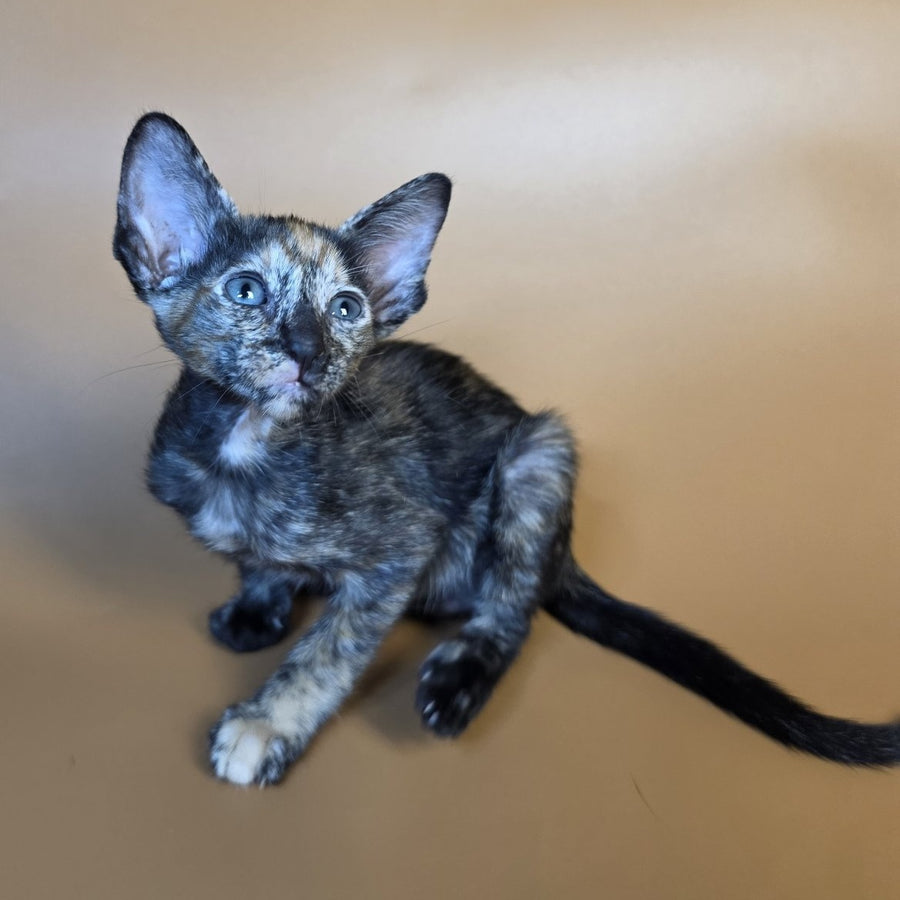 Fenja Oriental Shorthair female, black tortie
