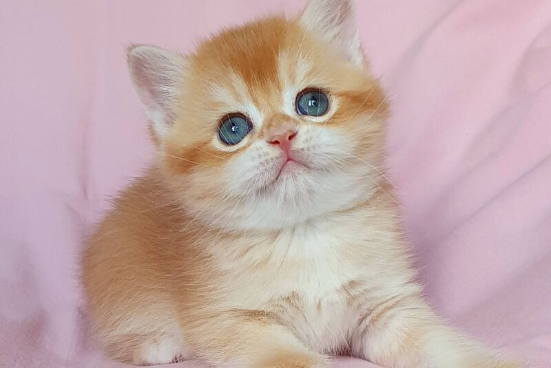 Teddy British Shorthair male, chocolate golden chinchilla