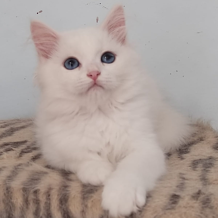 Jemchuzhina Siberian female, white