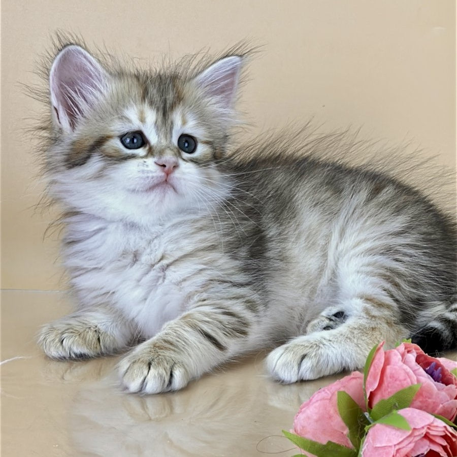 Yuna Siberian female, black golden tabby