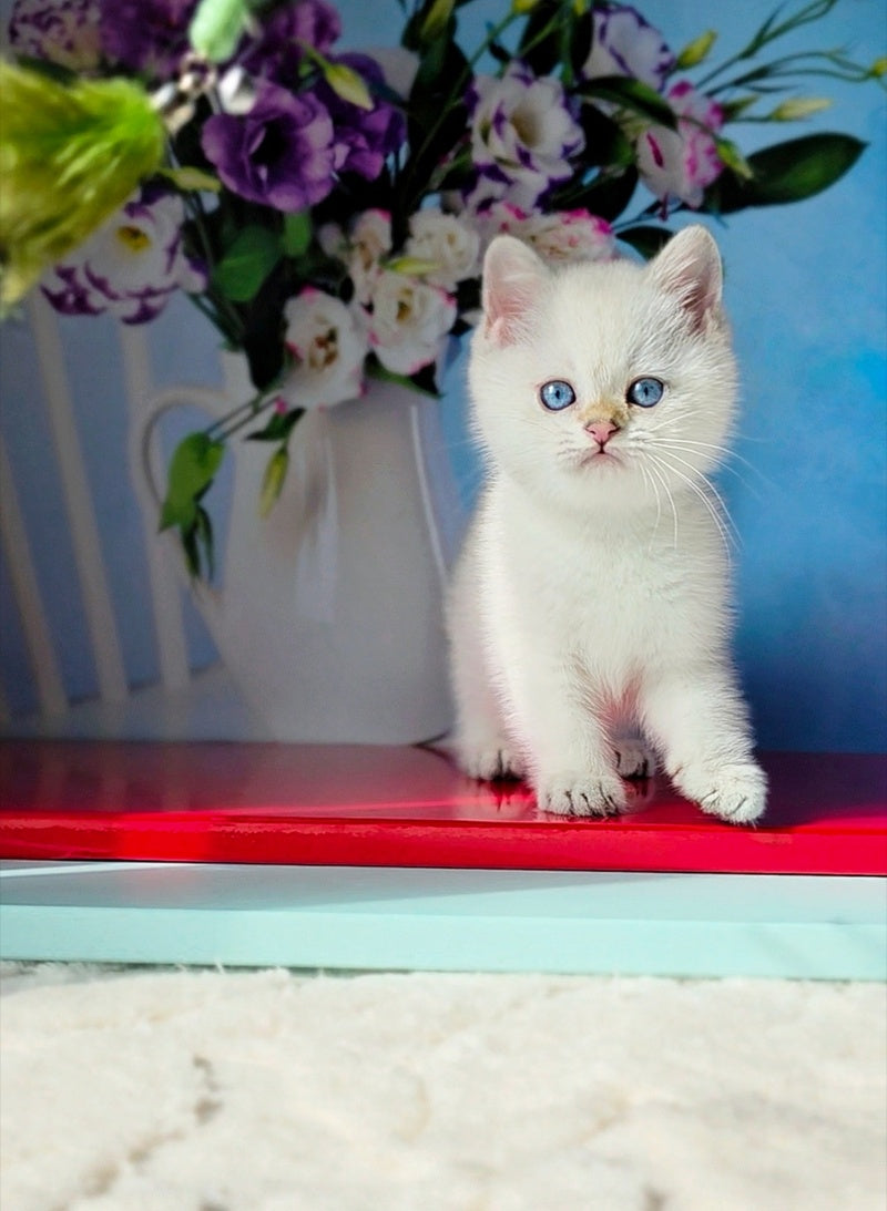 Diana British Shorthair female, black golden shaded pointed