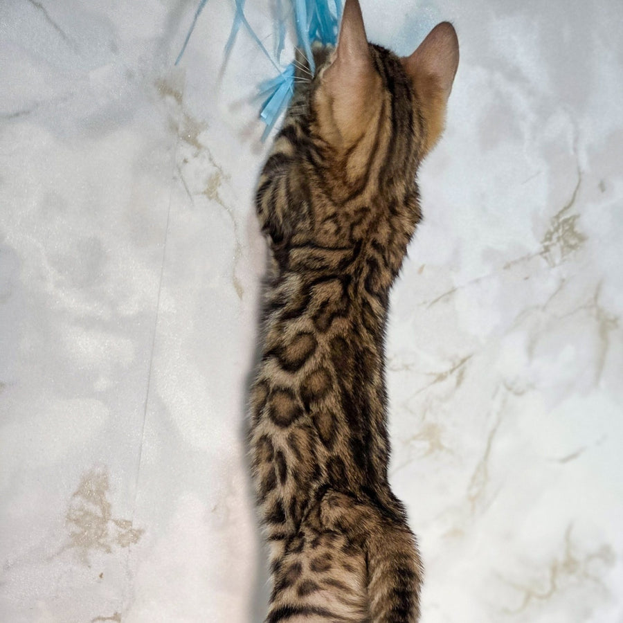 King Bengal male, black spotted tabby