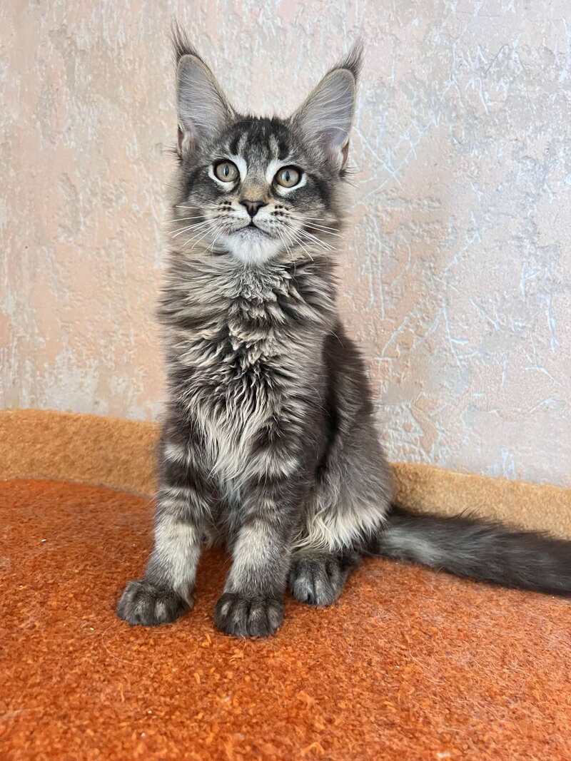 Zelda Maine Coon female, black ticked tabby