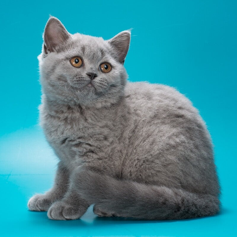 Olwen British Shorthair female, blue