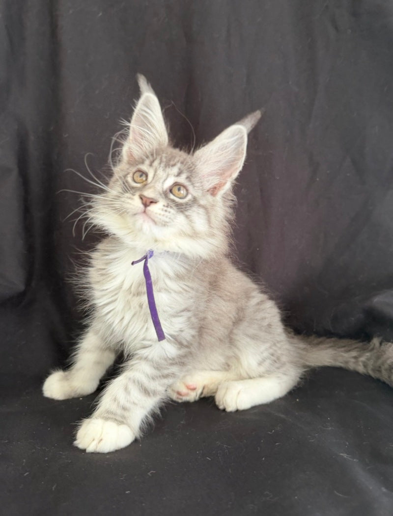 Zibo Maine Coon male, blue silver tabby with white