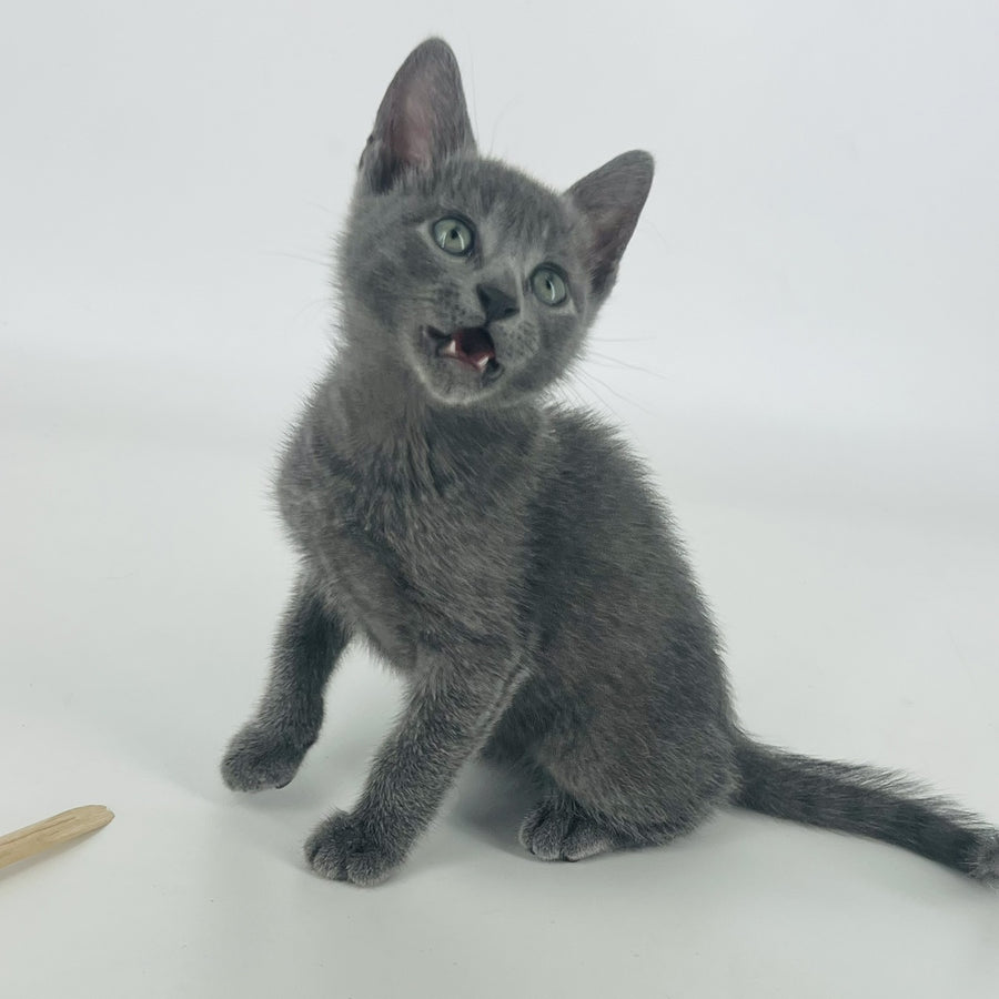 Aisha Russian Blue female, blue