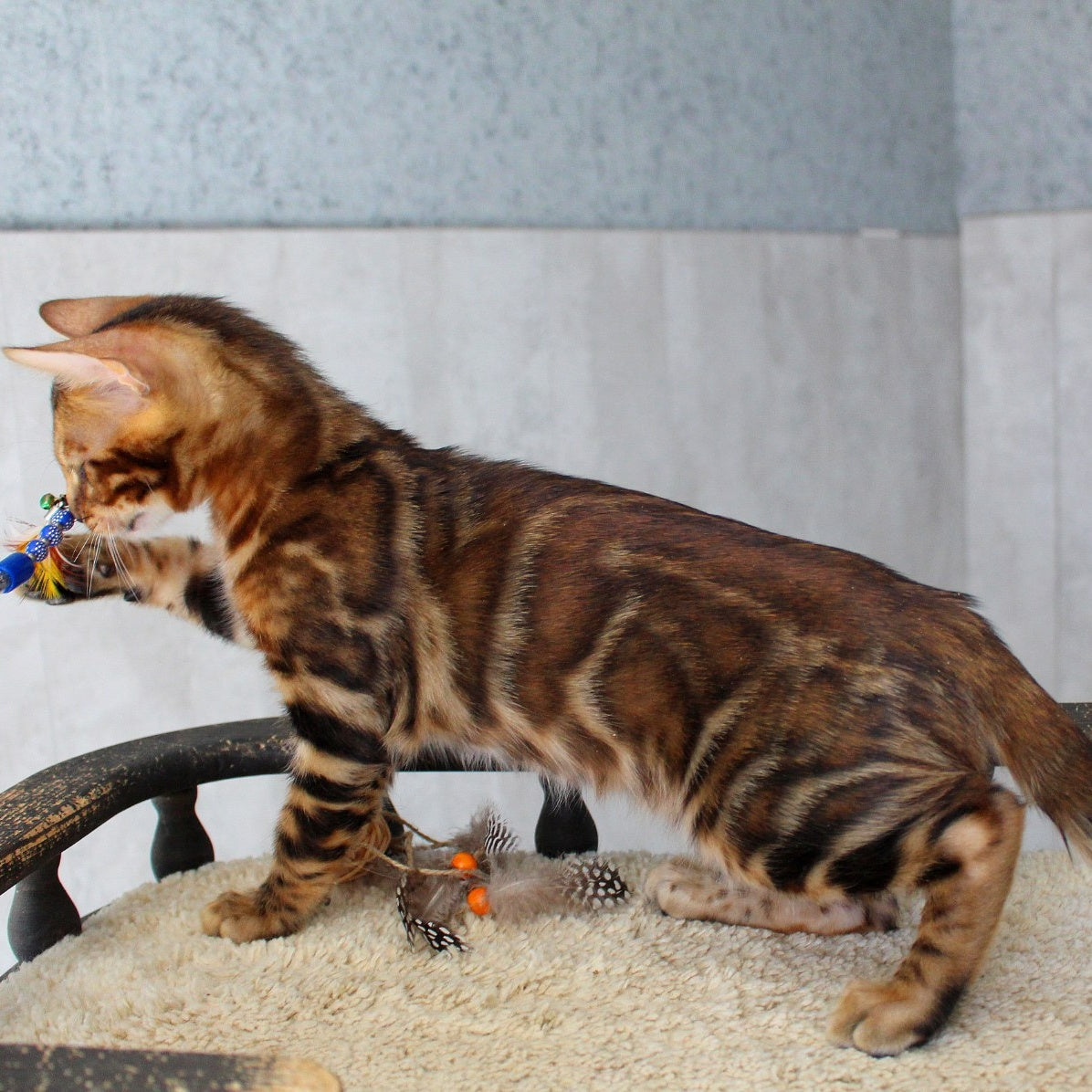 Elvis Bengal male, black spotted tabby