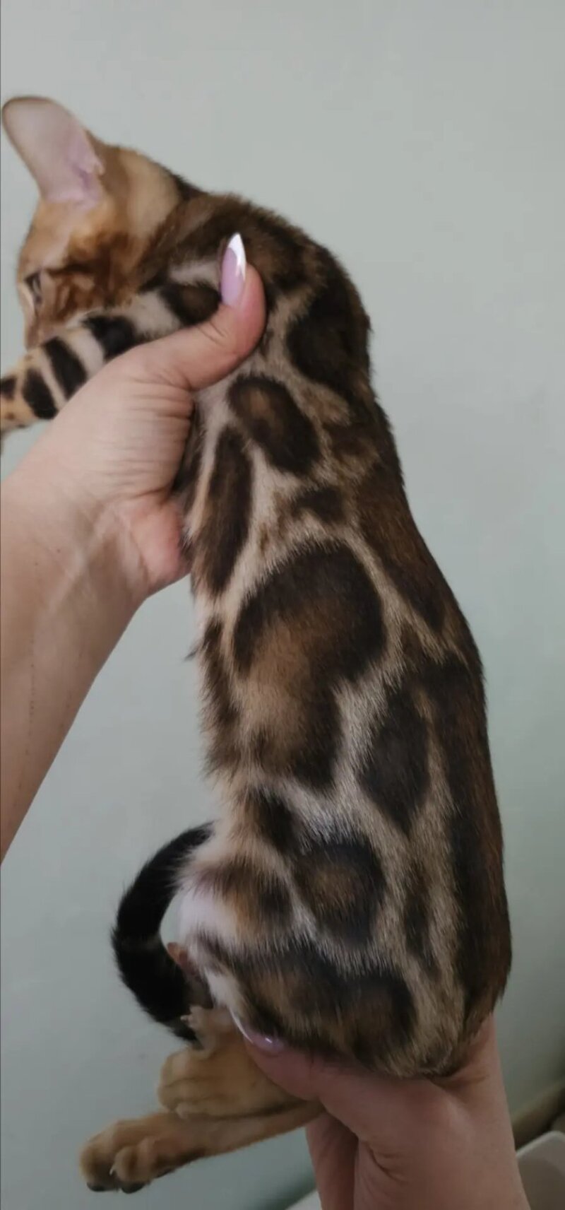 Тamerlan Bengal male black spotted tabby - live animals