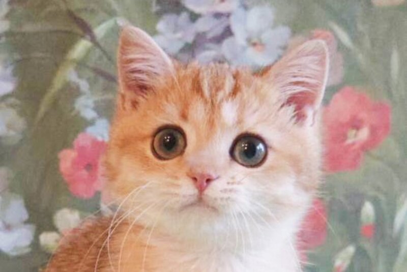 Uilliam British Shorthair male, black golden shaded
