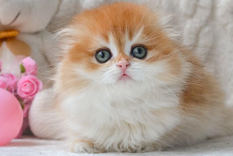 Mariella Scottish Fold female, black golden chinchilla