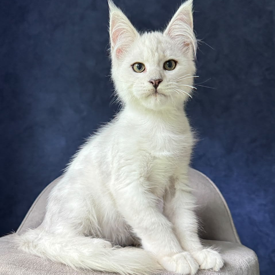 Evin Maine Coon male, black silver shaded