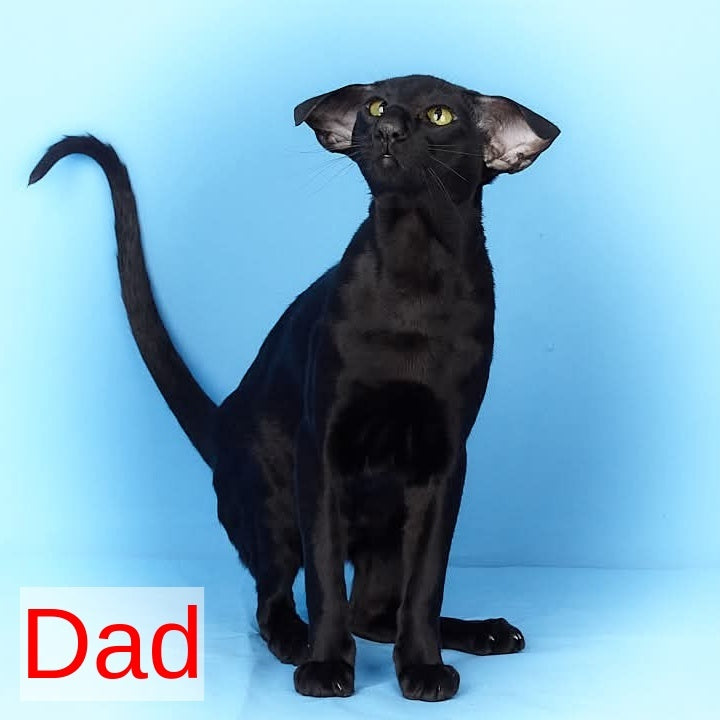 Ulan Bator Oriental Shorthair male, red