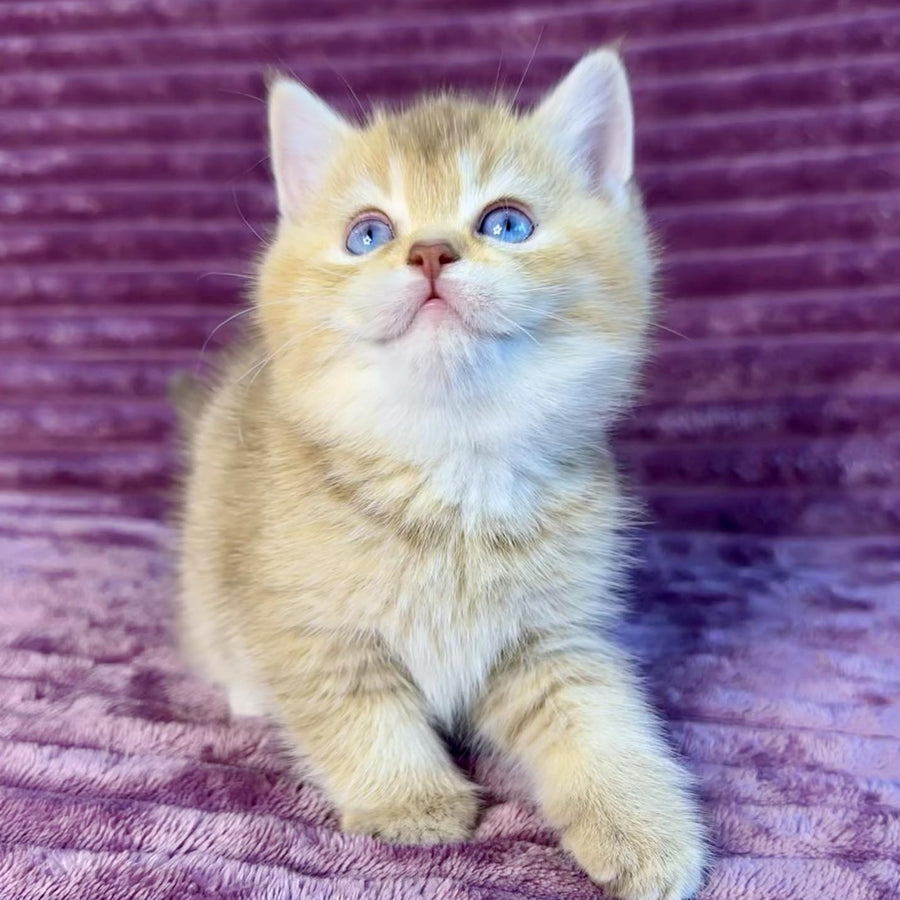 Eden British Shorthair female, cinnamon golden shaded with white