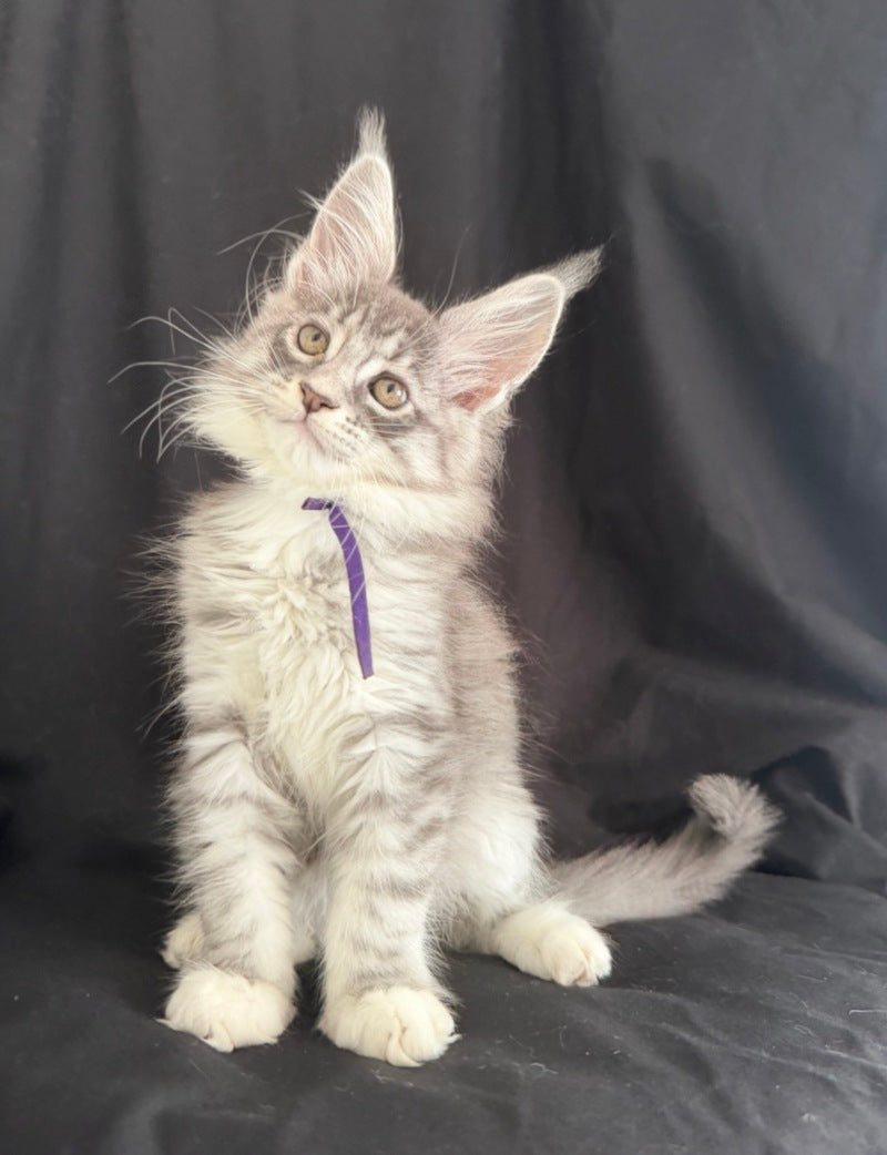 Zibo Maine Coon male, blue silver tabby with white