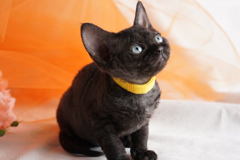 Onigiri Devon Rex female, black