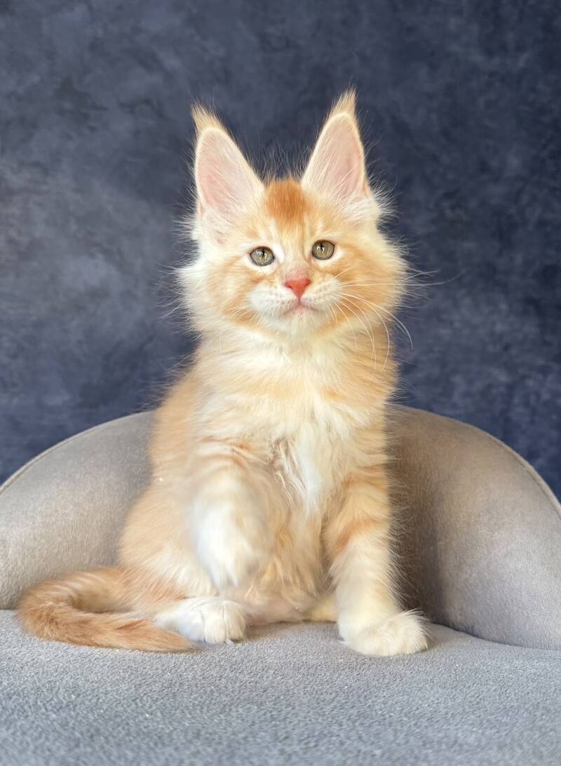 Hamelin Maine Coon male, red silver ticked tabby