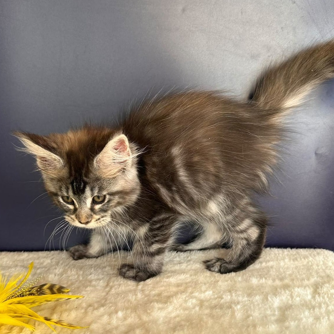 Xzena Maine Coon female, black tortie silver tabby