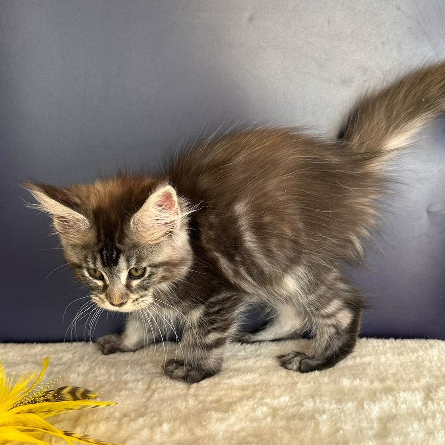 Taya Maine Coon female, black tortie tabby