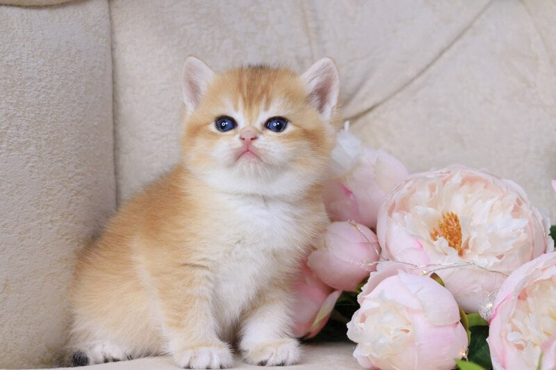Salvi British Shorthair male black golden chinchilla - live animals