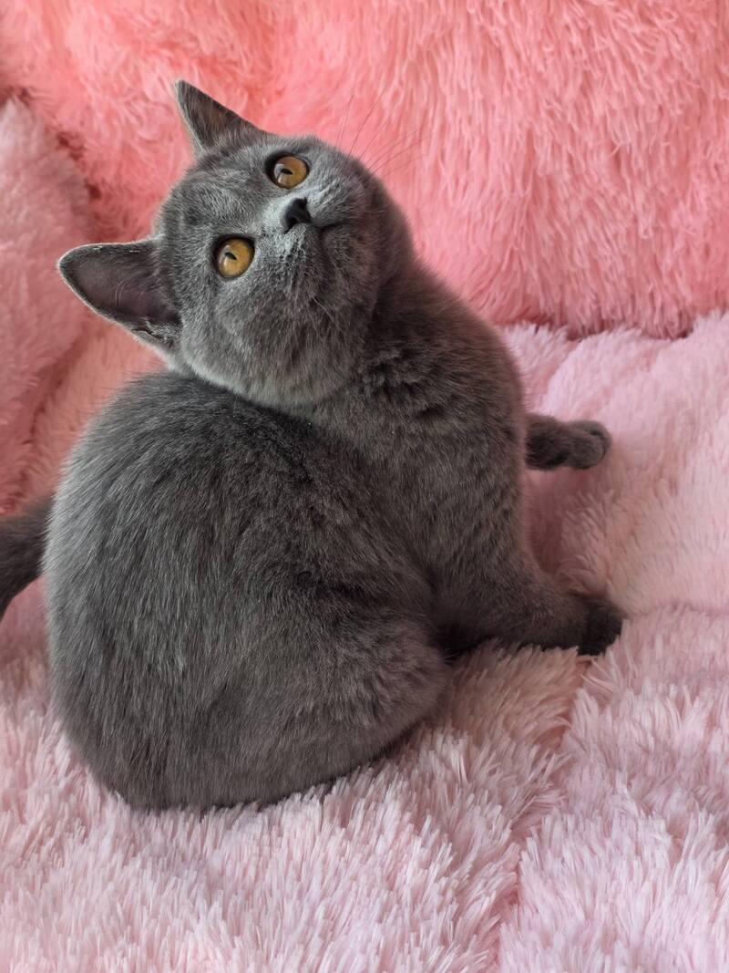 Caitlin British Shorthair female, blue