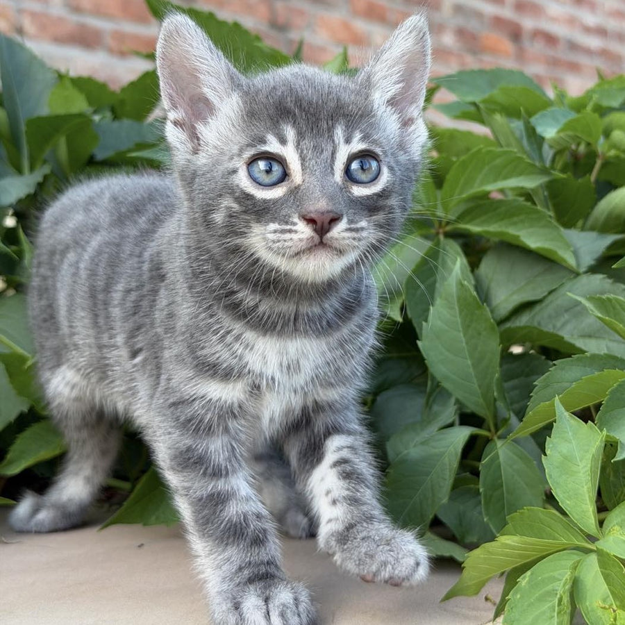 Cherruti Bengal male, blue silver spotted tabby