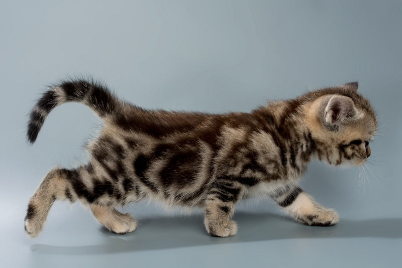 Barni British Shorthair male, black tabby