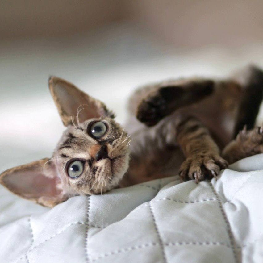 Michael Devon Rex male, black spotted tabby