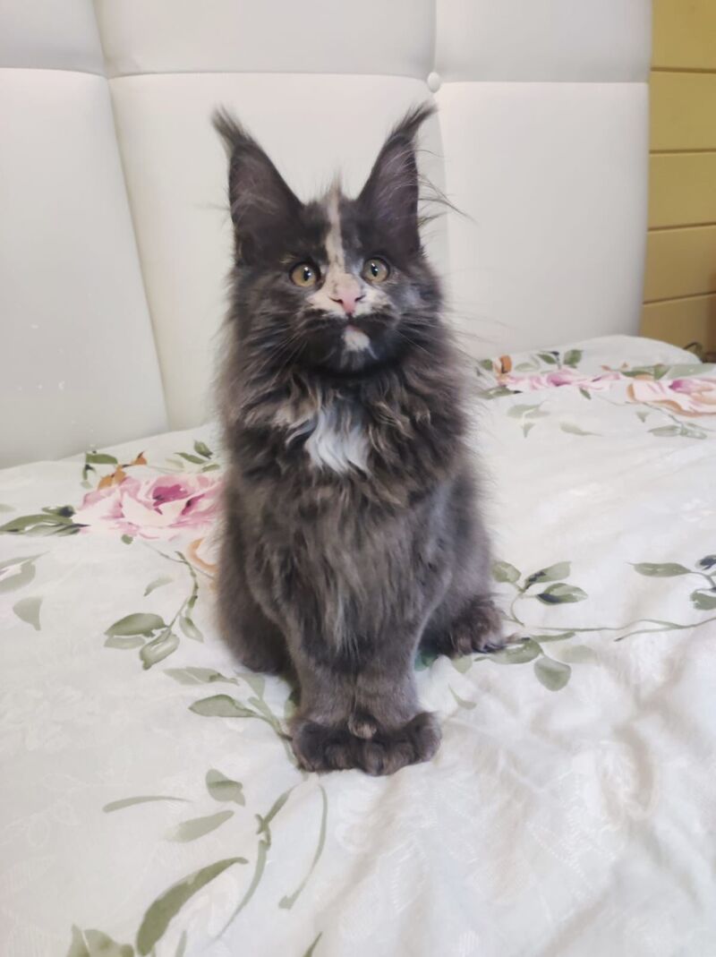 Enigma Maine Coon polydactyl female, blue tortie with white