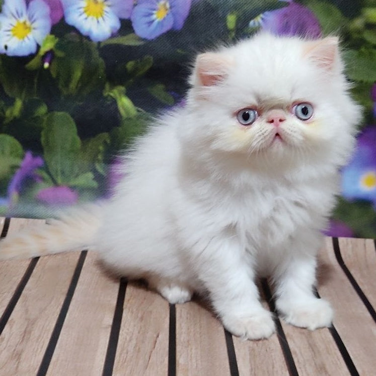 Sultan Persian male, cream pointed