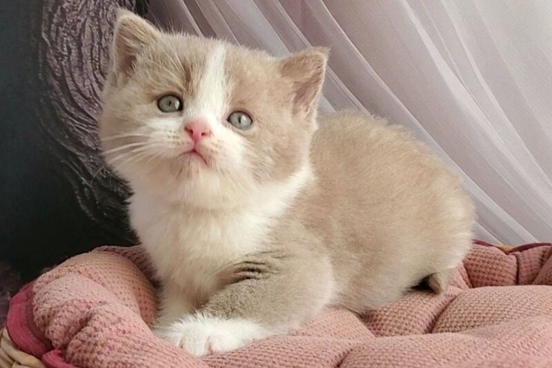 Usik British Shorthair male, fawn bicolour