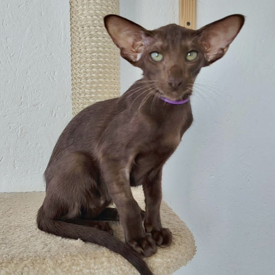 Ayla Oriental Shorthair female, chocolate