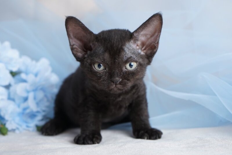 Oniks Devon Rex male, black
