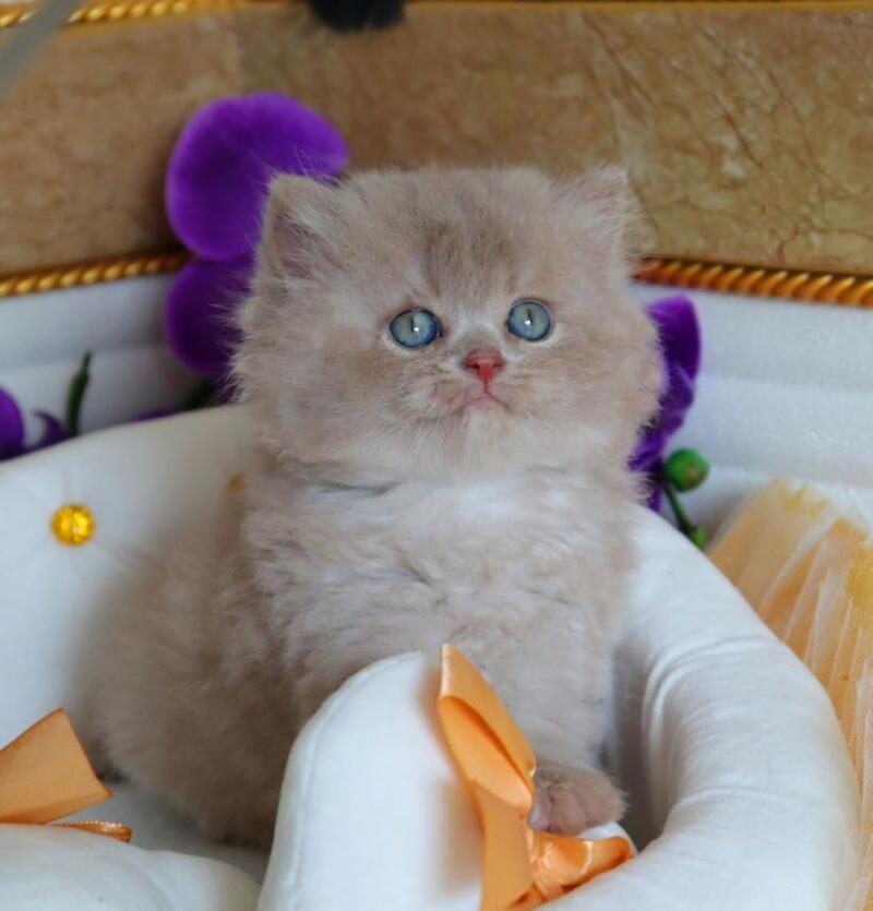 Benjamin British Longhair male fawn - live animals
