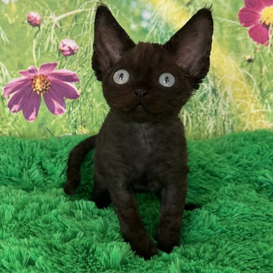 Inky Devon Rex male, black