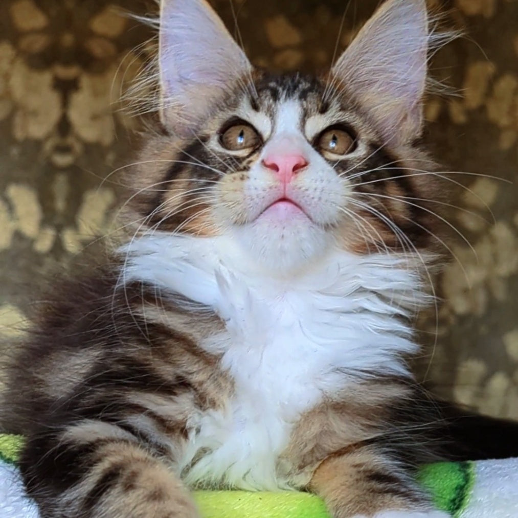 Haridvari Maine Coon female, black tabby with white