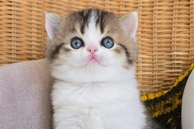 Olimpya Scottish Straight female black ticked tabby bicolour - live animals