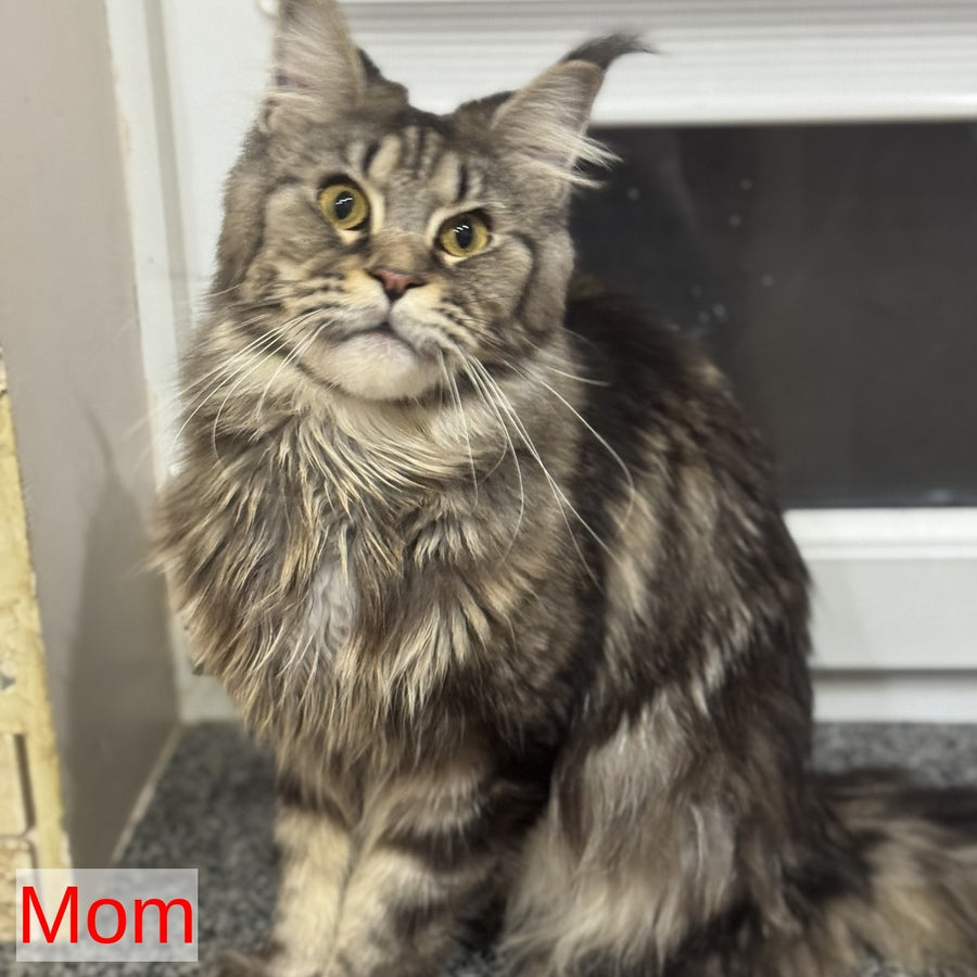 Sandra Maine Coon female, black silver bicolour