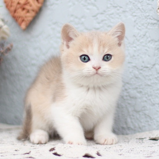 Celine British Shorthair female, blue golden shaded bicolour