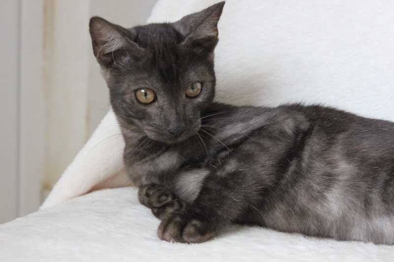 Ponti Bengal male, black silver
