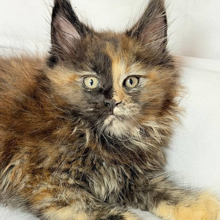 Magnolia Maine Coon female, black tortie