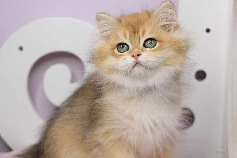 Rolex British Longhair male, black golden chinchilla