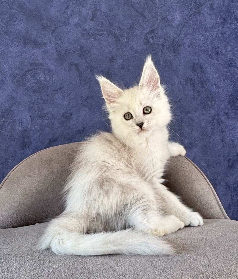 Zabawa Maine Coon female black silver shaded - live animals