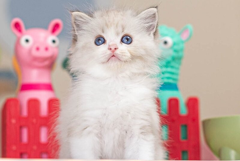 Vita Ragdoll female, seal lynx bicolour