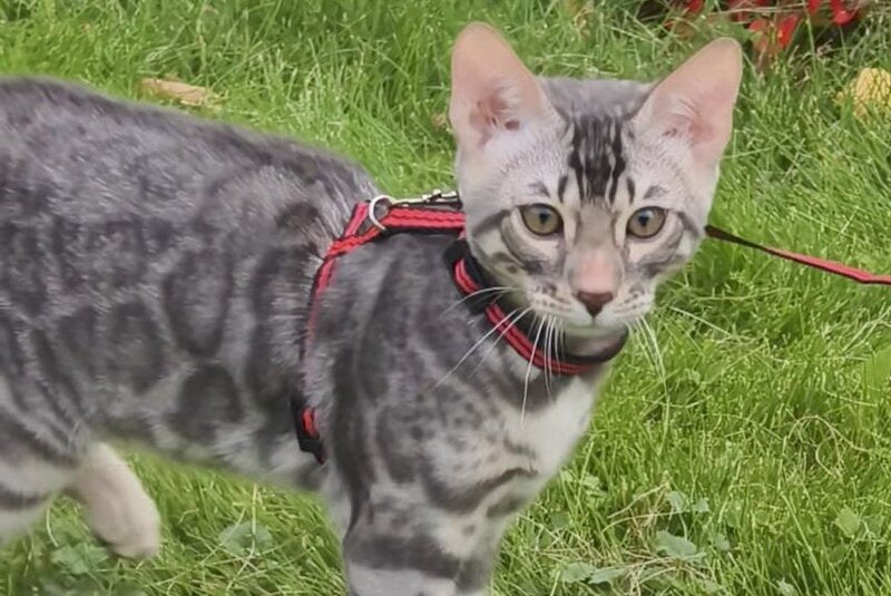 Loki Bengal male, blue silver spotted tabby
