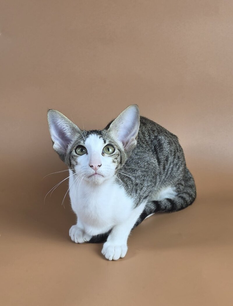 Ulya Oriental Shorthair female black bicolour spotted tabby - live animals