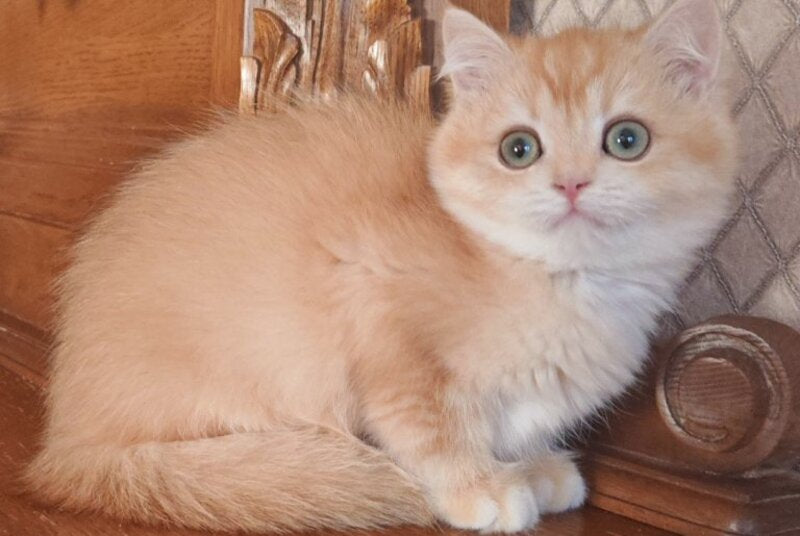Umka British Shorthair male, black golden chinchilla