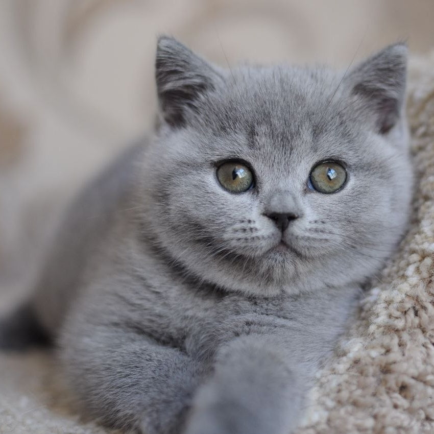 Teguila British Shorthair female, blue