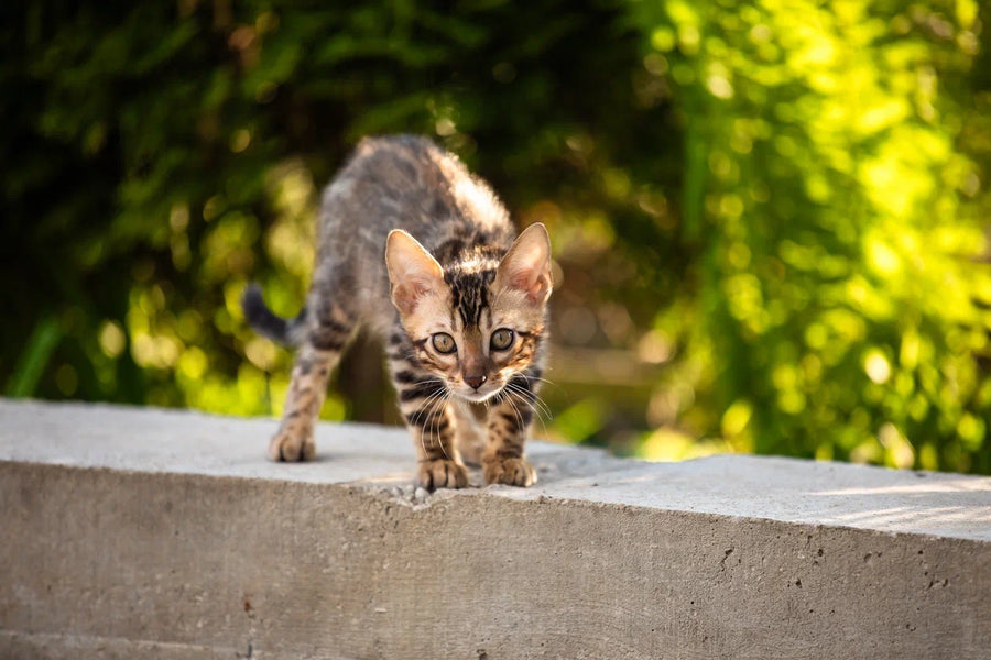 Baron Bengal male black spotted tabby - live animals