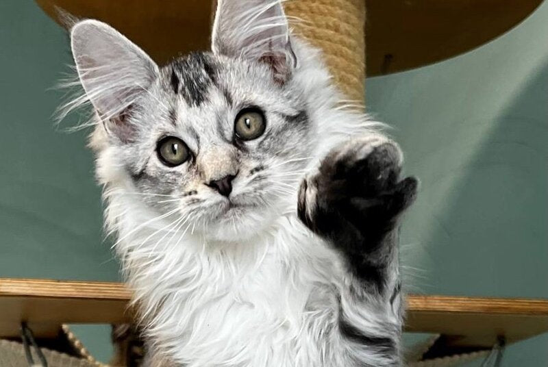 Western Maine Coon polydactyl male, black silver ticked tabby